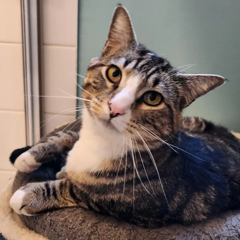 An adult small-sized male Brown / Chocolate Domestic Short Hair cat named Kevin for adoption in Los Angeles, CA
