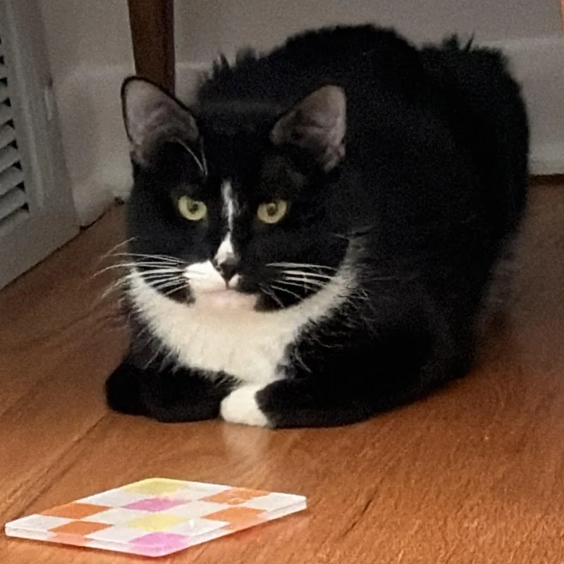 An adult medium-sized male Black & White / Tuxedo Domestic Short Hair cat named Mordecai for adoption in Evanston, IL
