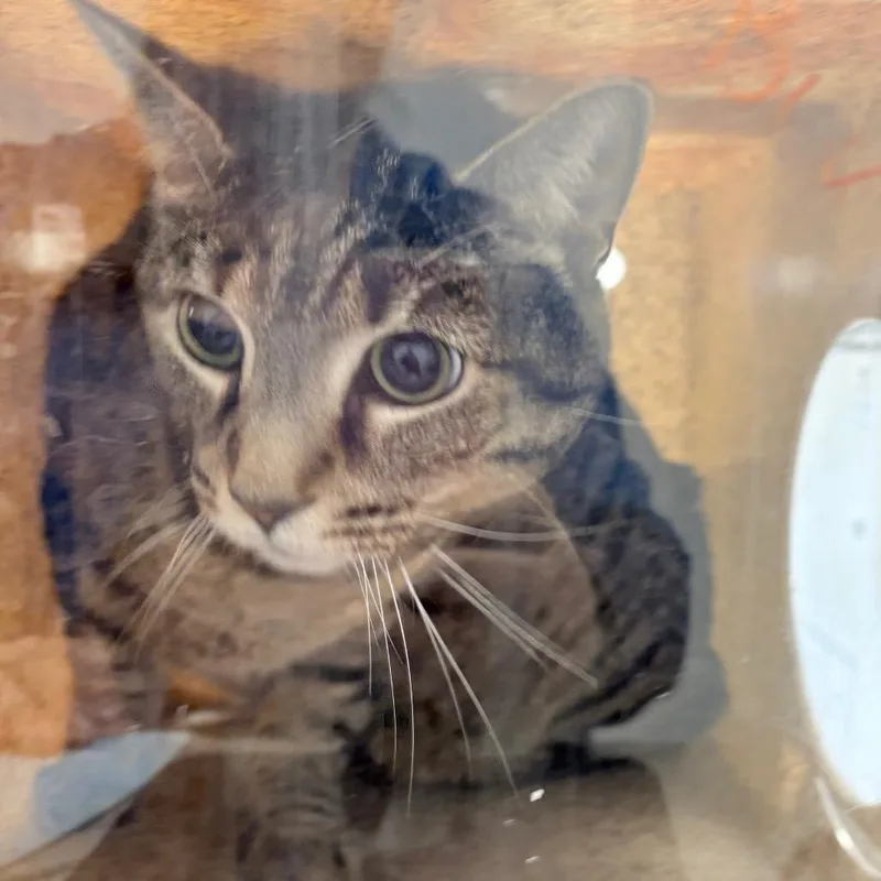 An adult large-sized male Brown / Chocolate Domestic Short Hair cat named Oreo Munchkin for adoption in Philadelphia, PA