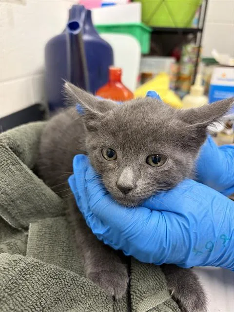 A baby small-sized male Domestic Short Hair cat named Chase for adoption in Chula Vista, CA