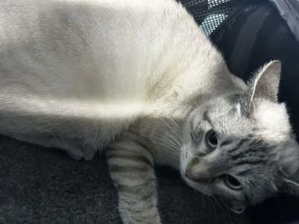 An adult medium-sized female Domestic Short Hair cat named Beanie for adoption in Bartlesville, OK