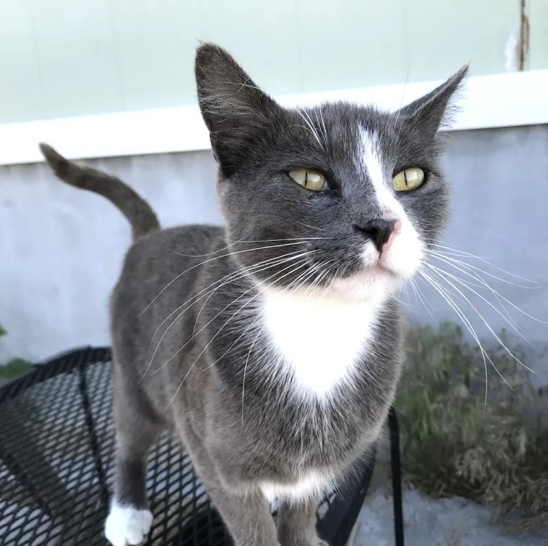 Golden Eyes thumbnail 2