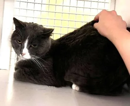 Golden Eyes thumbnail 3