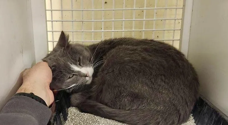 Golden Eyes thumbnail 4