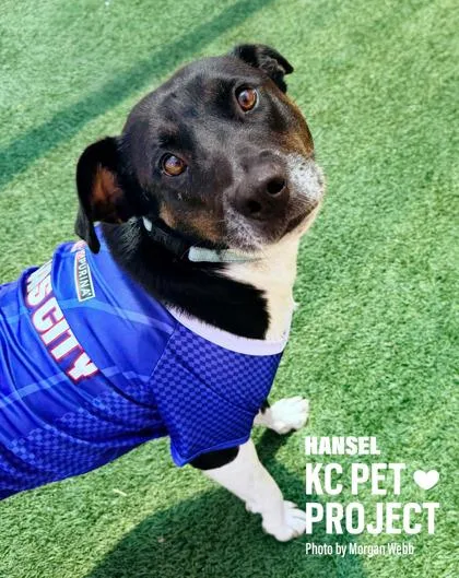An adult large-sized male Black Mixed Breed dog named Hansel for adoption in Kansas City, MO