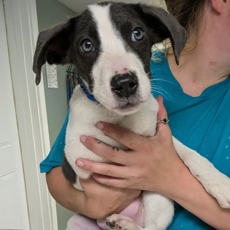 A baby small-sized male White / Cream Mixed Breed dog named Travolta for adoption in Greenville, PA