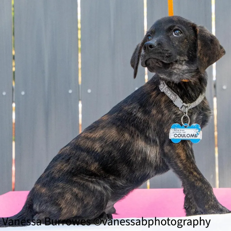 A baby small-sized male Brown / Chocolate Hound dog named Coulomb for adoption in Wake Forest, NC
