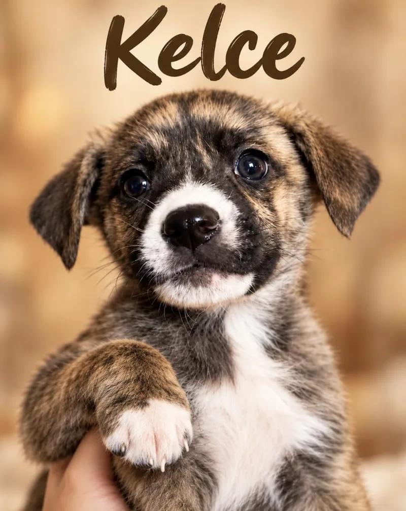 A baby medium-sized male Brindle Shepherd dog named Kelce Sport for adoption in Andover, MA