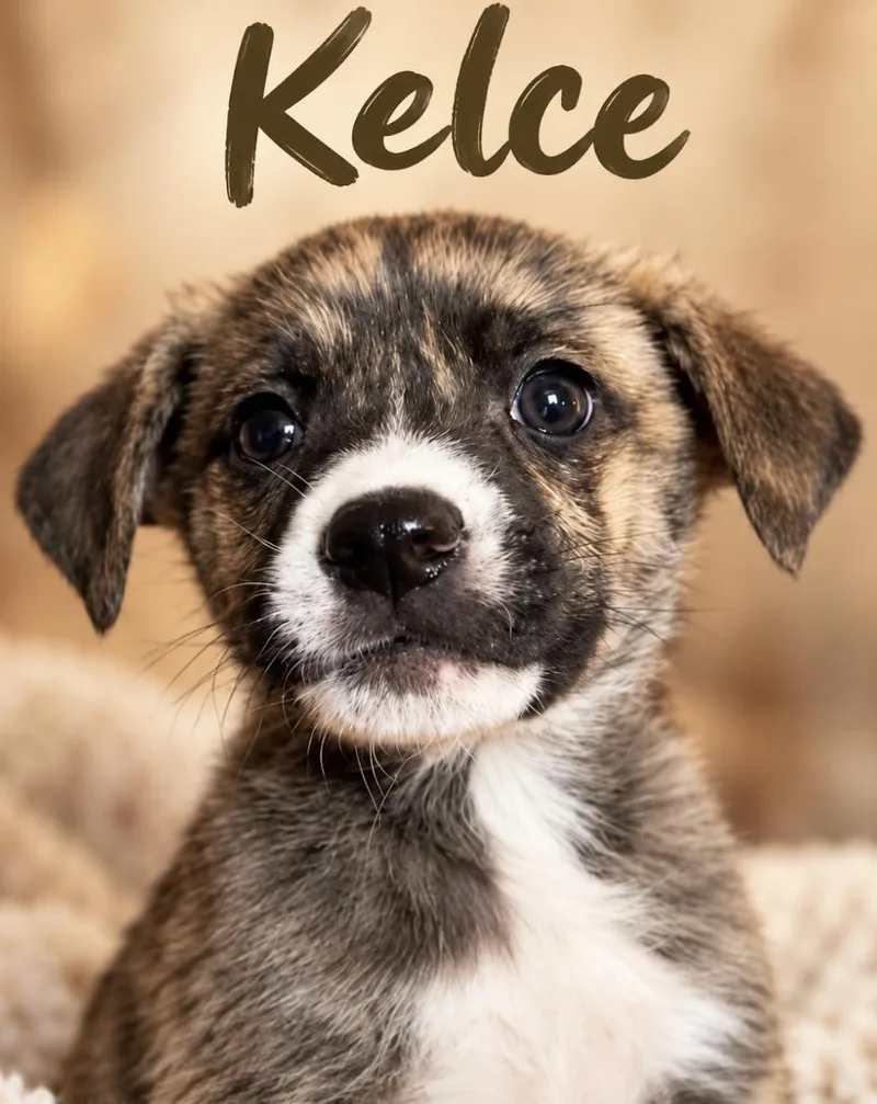 Kelce Sport thumbnail 2