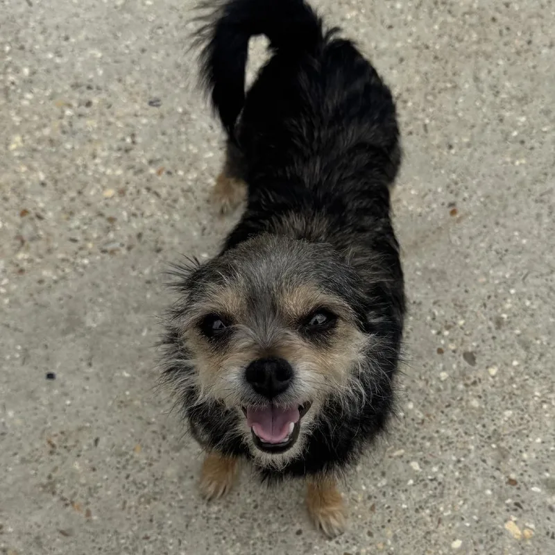 An adult small-sized female Black Yorkshire Terrier dog named Chichi for adoption in Baton Rouge, LA