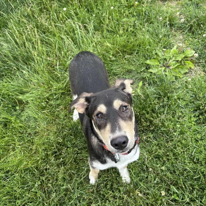 A young medium-sized female Brown / Chocolate Siberian Husky dog named Chewy for adoption in Waynesboro, PA
