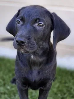 A baby small-sized male Mixed Breed dog named Trolli for adoption in Savannah, GA