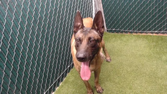 An adult medium-sized male Belgian Shepherd / Malinois dog named Max for adoption in Downey, CA