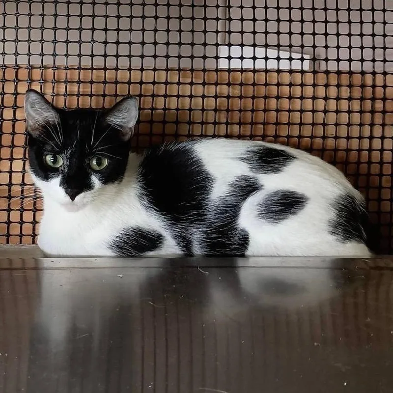 An adult medium-sized female Black & White / Tuxedo Manx cat named Hazel for adoption in Jamestown, ND