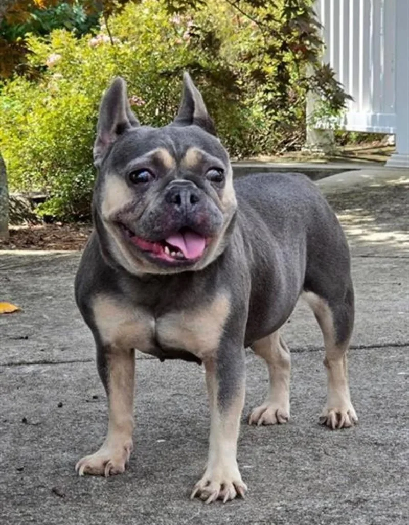 An adult small-sized female Gray / Blue / Silver French Bulldog dog named Mimi Dior for adoption in Troutman, NC