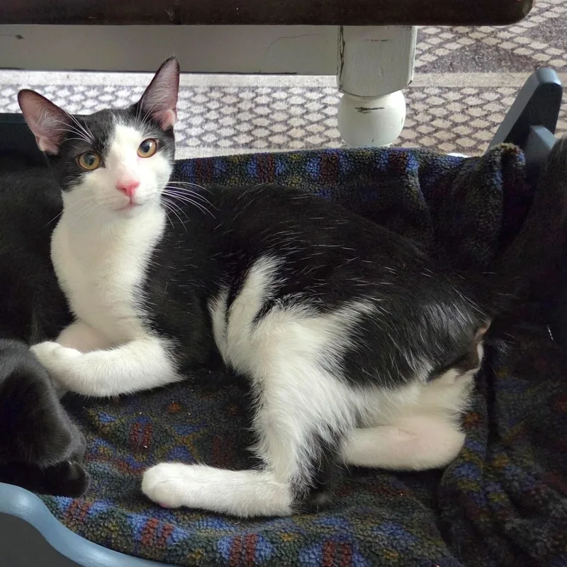 A baby medium-sized male Black & White / Tuxedo Domestic Short Hair cat named Mixer for adoption in Washington, PA