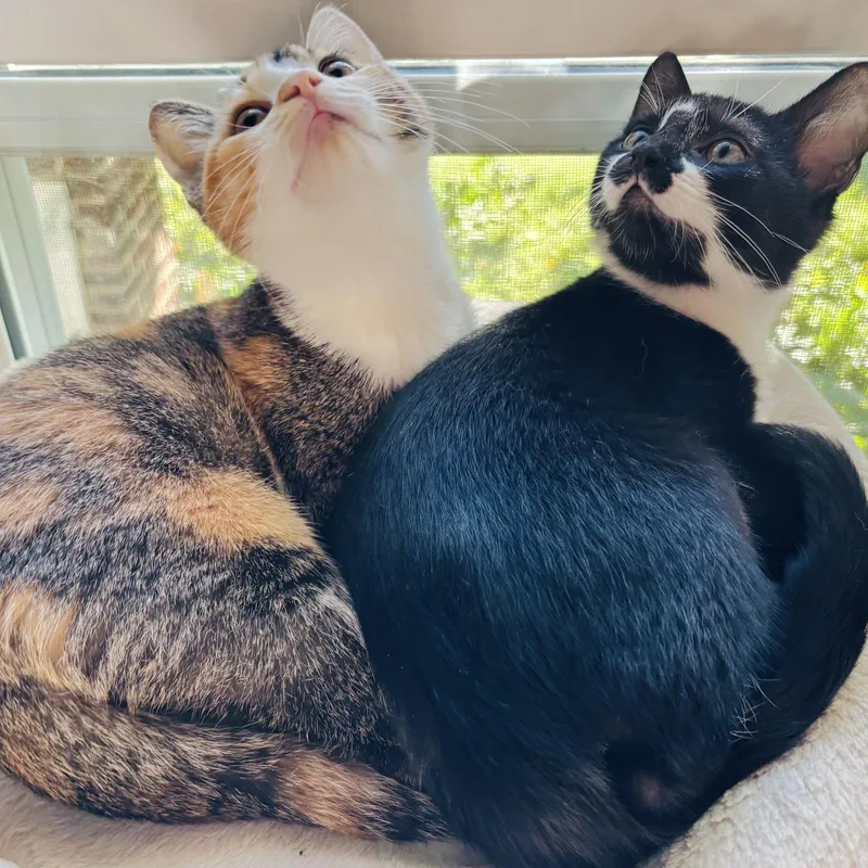 A baby medium-sized female Domestic Short Hair cat named Alice and Oscar for adoption in Kansas City, MO
