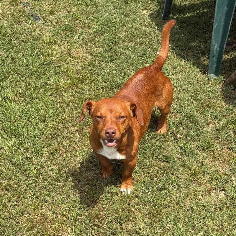 An adult small-sized male Red / Chestnut / Orange Chihuahua dog named Red for adoption in Denison, TX