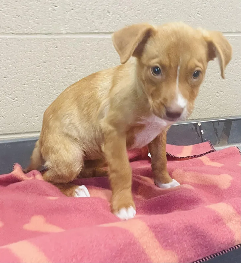 A baby small-sized female Terrier dog named Chestnut for adoption in Seabrook, TX