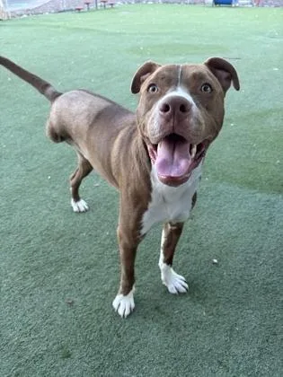An adult large-sized male Brown / Chocolate Pit Bull Terrier dog named El Nino for adoption in El Paso, TX