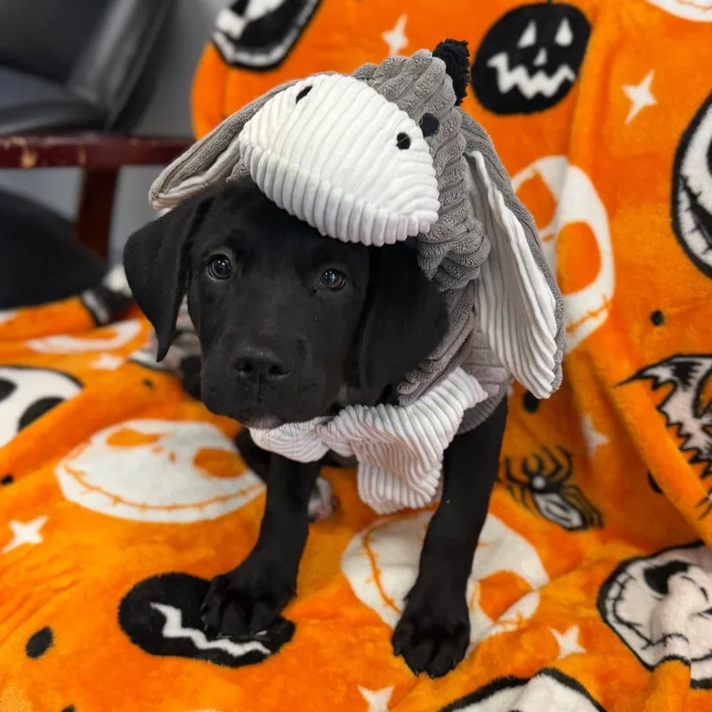 A baby large-sized male Black Labrador Retriever dog named Bentley for adoption in Watertown, NY