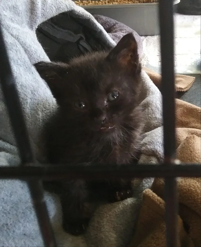 A baby medium-sized female Black Domestic Medium Hair cat named Joy for adoption in Port Wentworth, GA