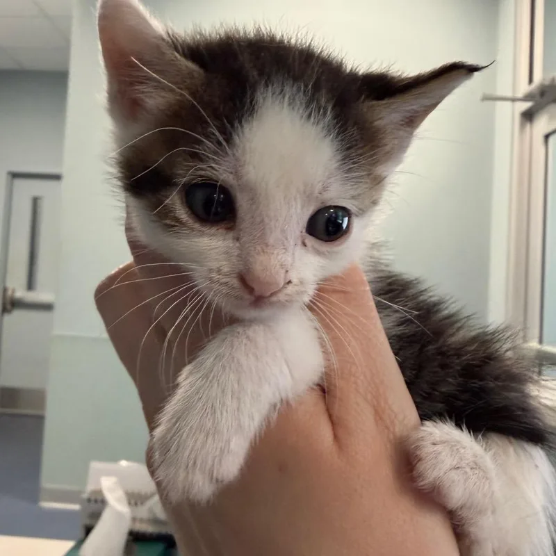 A baby small-sized male Brown / Chocolate Domestic Short Hair cat named Zion for adoption in Greensboro, NC