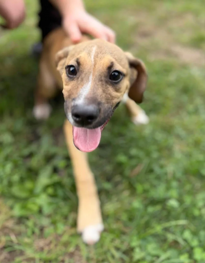 A baby medium-sized male Hound dog named Wally for adoption in St. Clairsville, OH