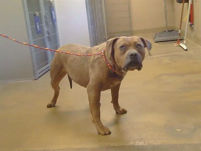 An adult large-sized male Pit Bull Terrier dog named Ducky for adoption in Sacramento, CA