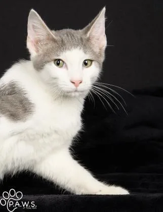 A senior medium-sized male Gray & White Domestic Short Hair cat named Eli for adoption in Tinley Park, IL