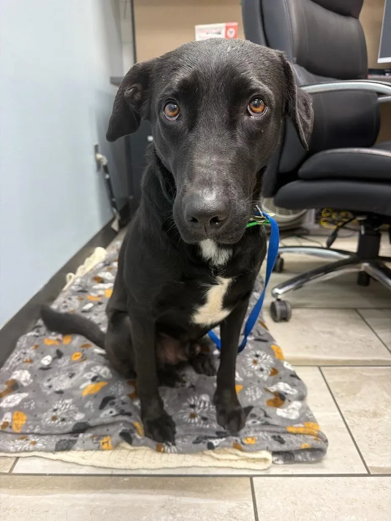 A young large-sized male Labrador Retriever dog named Clyde for adoption in North Syracuse, NY