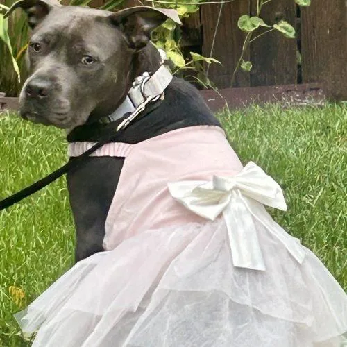An adult medium-sized female Black Pit Bull Terrier dog named Stella J. for adoption in Fishers, IN