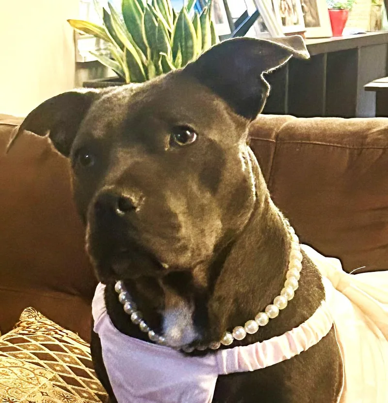 Stella J. thumbnail 3