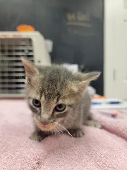 A baby small-sized male Gray / Blue / Silver Domestic Short Hair cat named Saffron for adoption in Harbor Springs, MI
