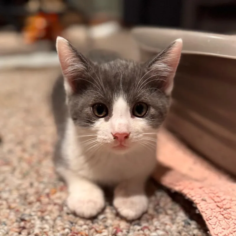 A young small-sized male Gray / Blue / Silver Domestic Short Hair cat named Frank for adoption in Medford, NJ