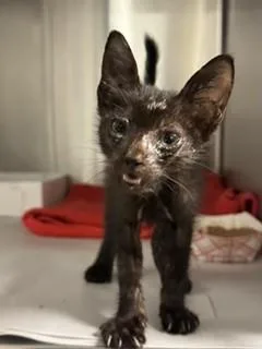 A baby small-sized male Domestic Short Hair cat named Lunar for adoption in Miami, FL