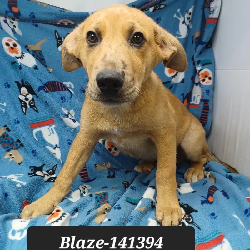 A baby medium-sized male German Shepherd Dog dog named Blaze for adoption in New Tazewell, TN