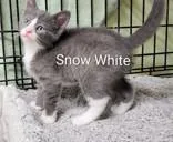 A young small-sized female Gray & White Domestic Short Hair cat named Snow White for adoption in Moline, IL