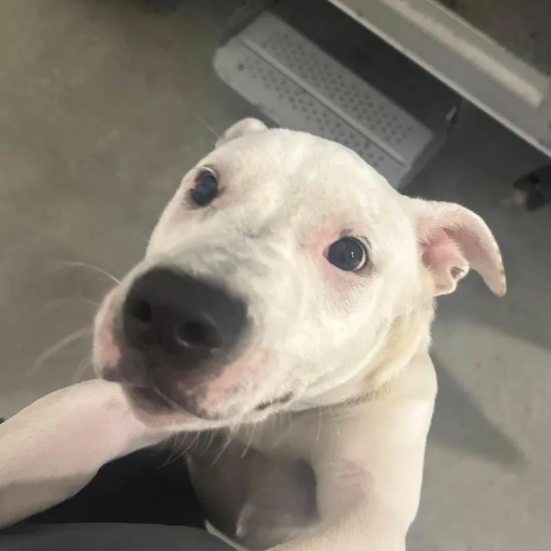 A young medium-sized female White / Cream Pit Bull Terrier dog named Penelope for adoption in Matteson, IL