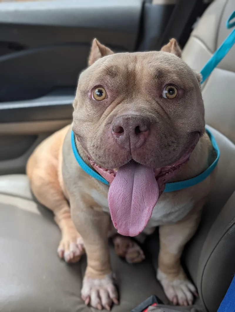 An adult large-sized female Yellow / Tan / Blond / Fawn American Bully dog named Lila for adoption in Baton Rouge, LA