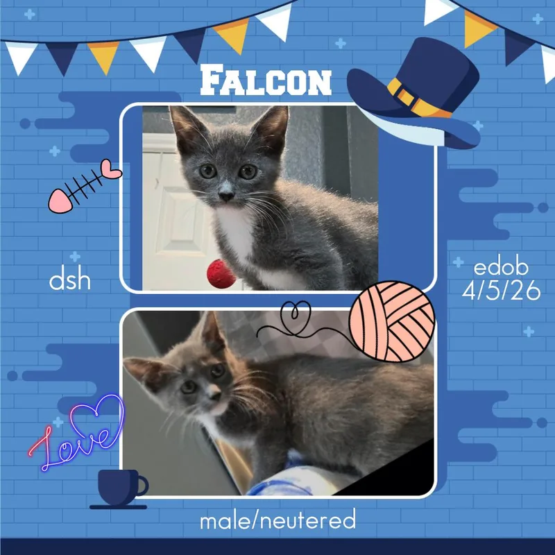 A baby medium-sized male Gray / Blue / Silver Domestic Short Hair cat named Falcon Ort for adoption in Missouri City, TX