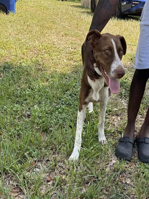 An adult large-sized female Labrador Retriever dog named Linda for adoption in Miami, FL