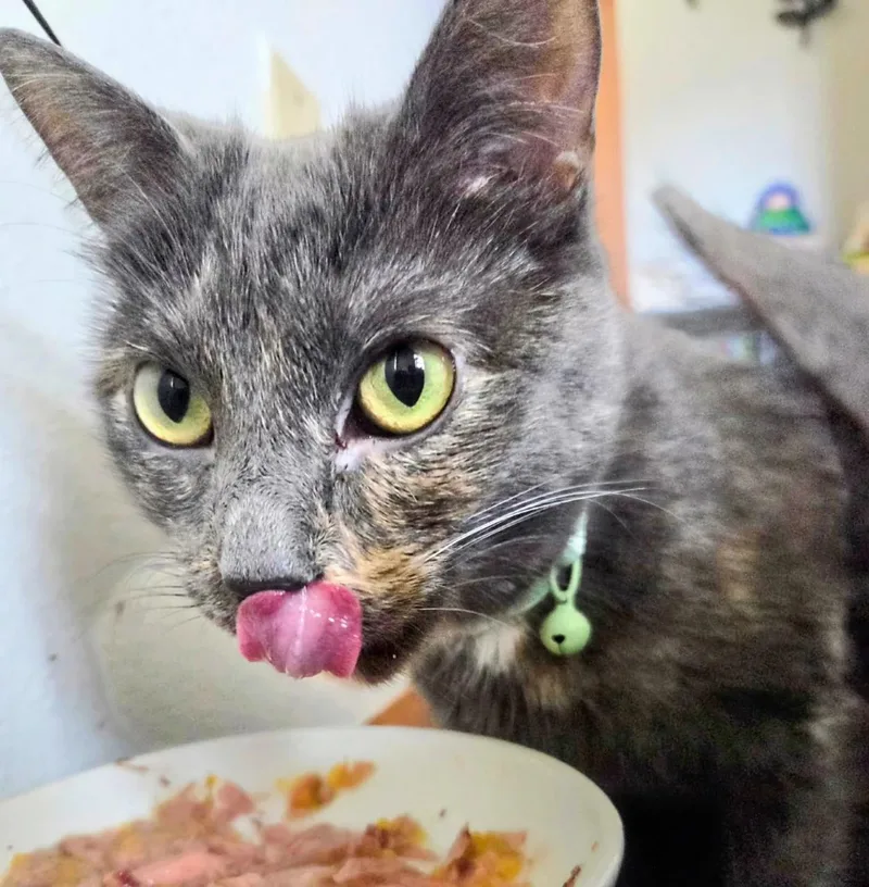 An adult small-sized female Gray / Blue / Silver American Shorthair cat named Boba for adoption in Waverly, IA