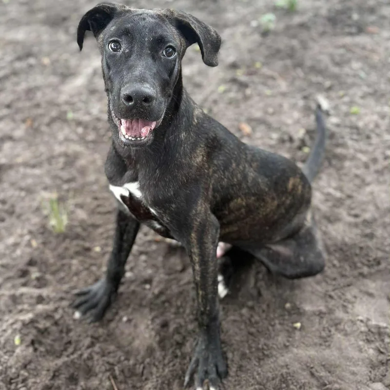 An adult medium-sized male Black Mixed Breed dog named Shadow for adoption in Lake Panasoffkee, FL
