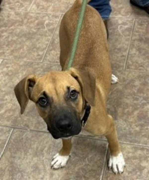 A baby medium-sized female Black Mouth Cur dog named Gretchen for adoption in Littleton, CO