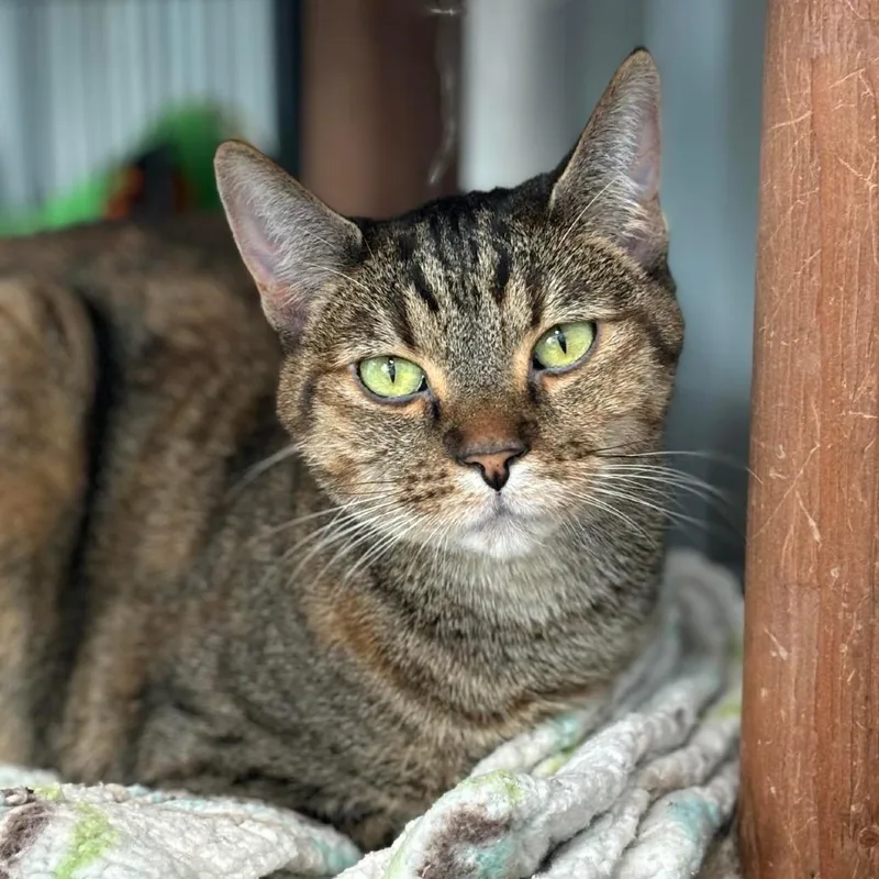An adult medium-sized female Torbie Domestic Short Hair cat named Nala for adoption in Sheridan, WY