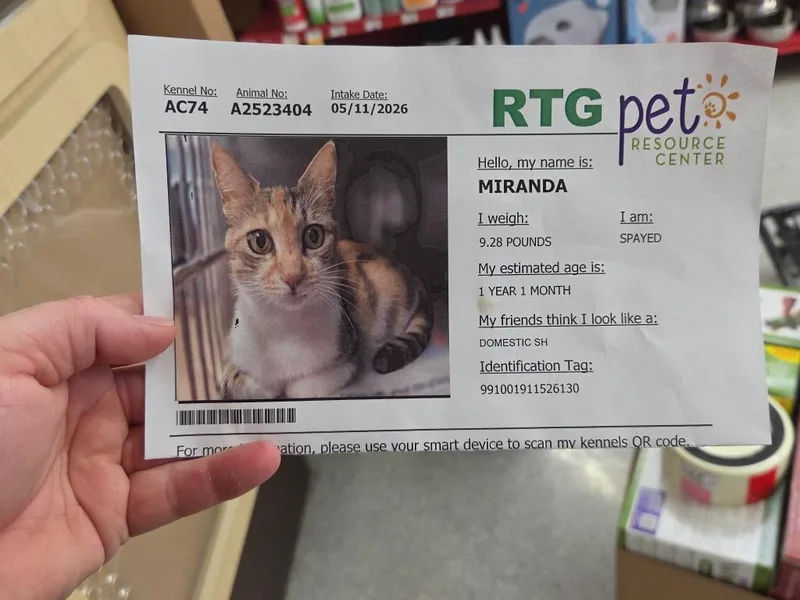 A young medium-sized female Domestic Short Hair cat named Miranda for adoption in Tampa, FL
