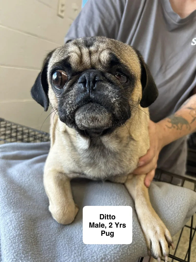 Ditto