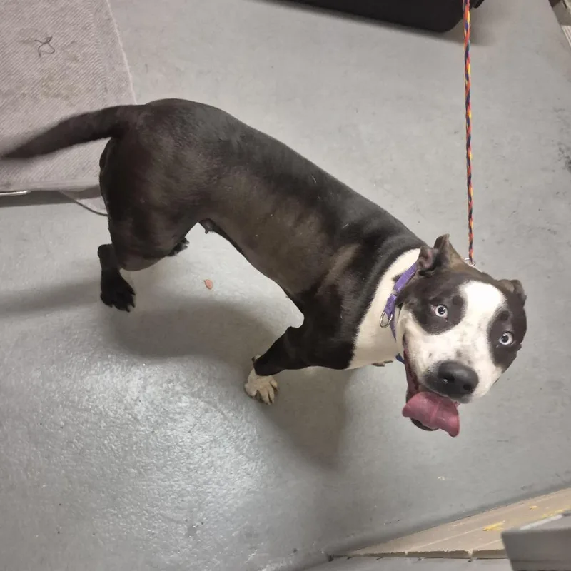 An adult large-sized female Pit Bull Terrier dog named Tornado for adoption in Tacoma, WA
