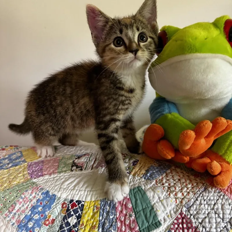 A baby small-sized female Torbie Domestic Short Hair cat named Brooklyn for adoption in Georgetown, KY